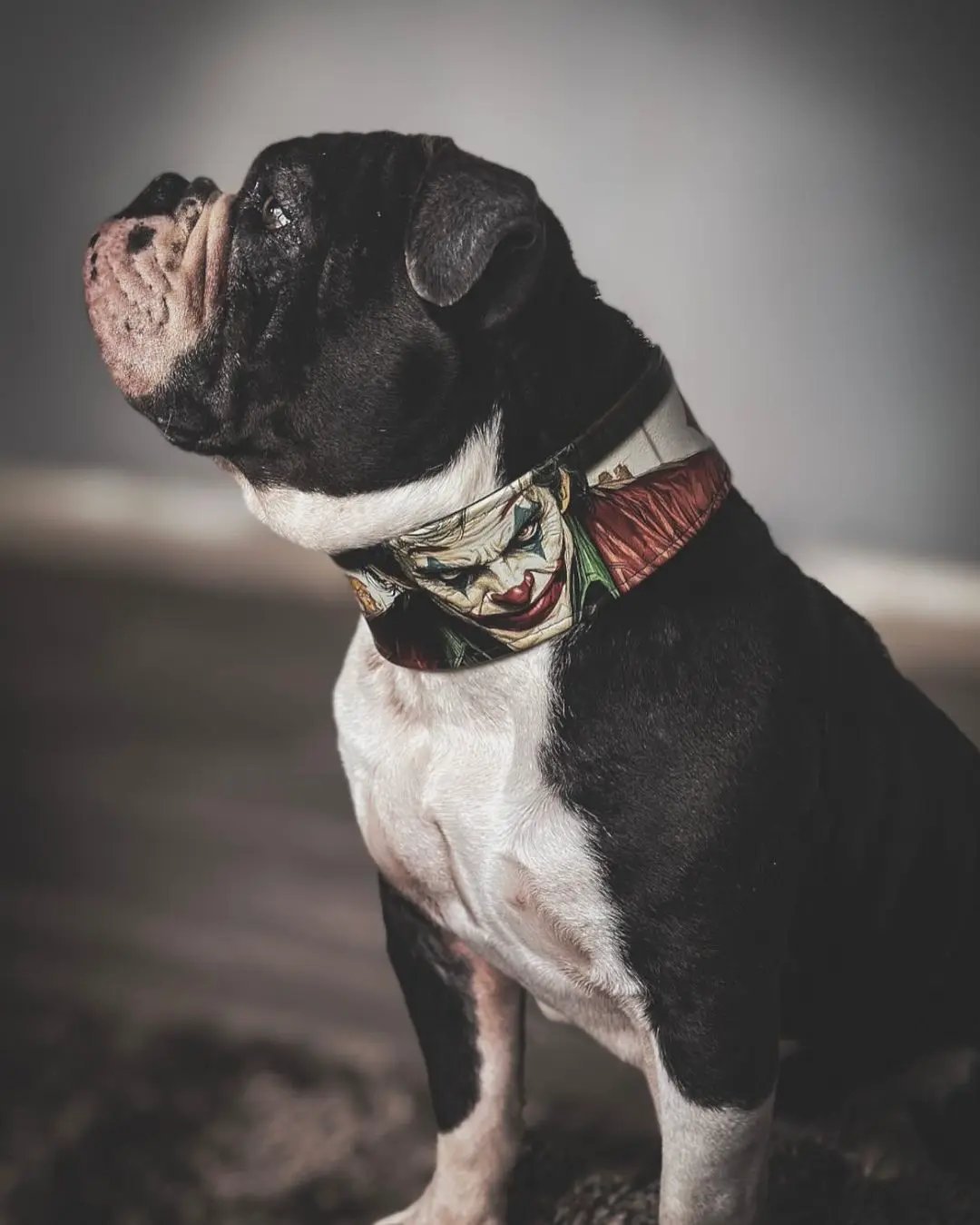 The Joker Limited Collar - Pet Collars & Harnesses from Bestia Dog Gear