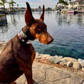 Load image into Gallery viewer, The Harley Limited Collar - Pet Collars & Harnesses from Bestia Dog Gear
