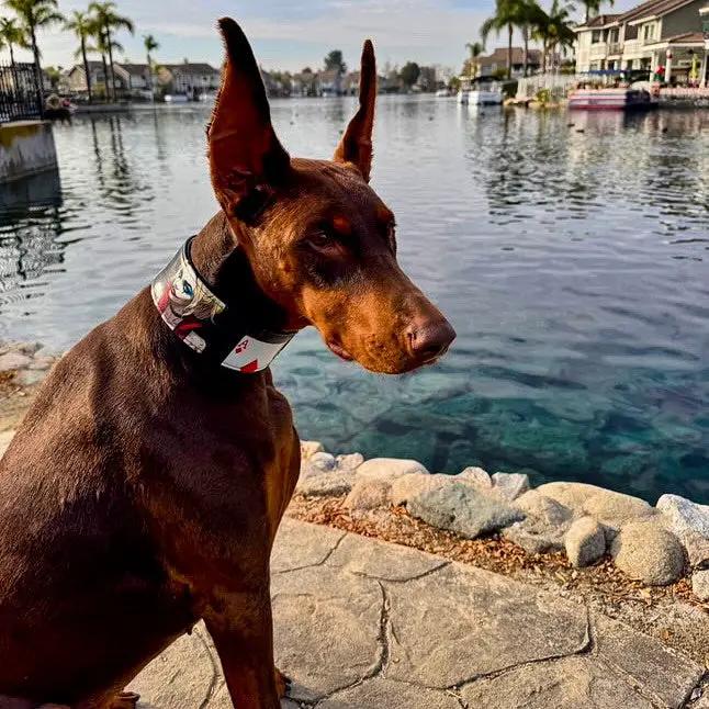 The Harley Limited Collar - Pet Collars & Harnesses from Bestia Dog Gear