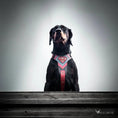 Load image into Gallery viewer, Superdog Harness - Harnesses from Bestia Dog Gear
