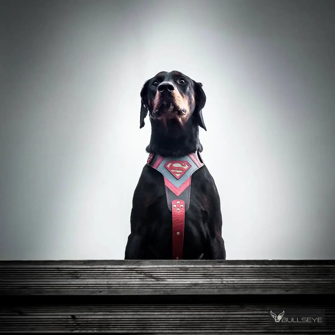 Superdog Harness - Harnesses from Bestia Dog Gear