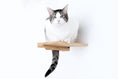 Load image into Gallery viewer, Cat Climbing Shelf, natural wood wall-mounted cat steps with a cat perched on the platform.
