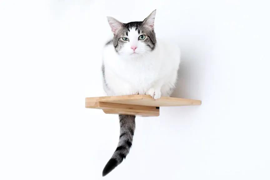 Cat Climbing Shelf, natural wood wall-mounted cat steps with a cat perched on the platform.