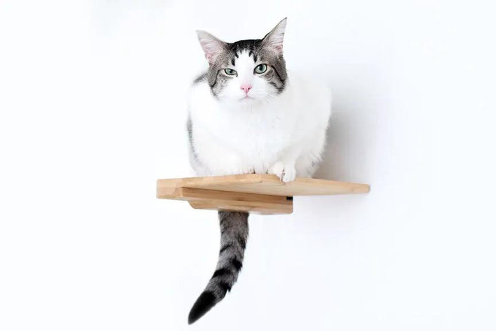 Cat Climbing Shelf, natural wood wall-mounted cat steps with a cat perched on the platform.