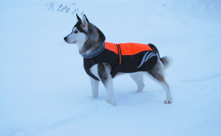 TrueLove Mt. Tallac Waterproof Reflective Winter Dog Coat TLG2371