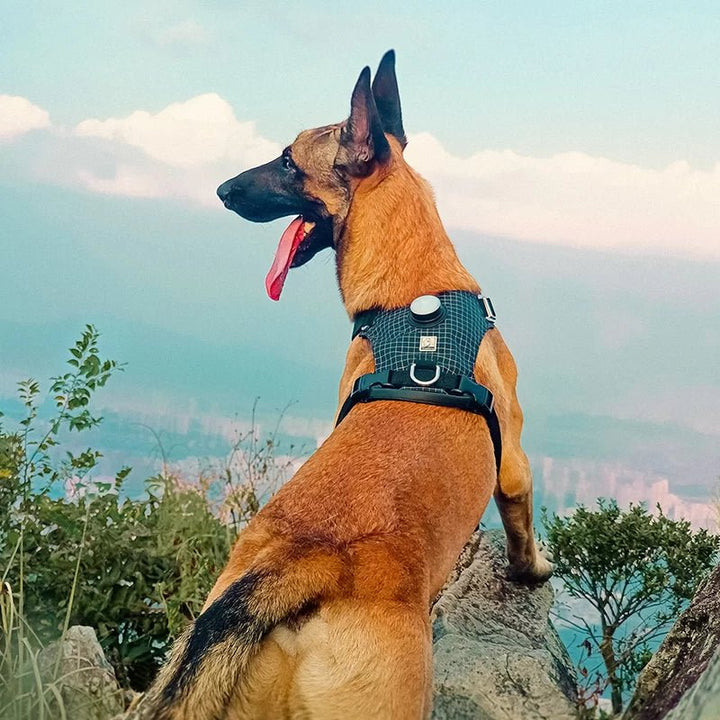 TrueLove LED Light-Up Dog Harness with Tracker Holder TLH6771