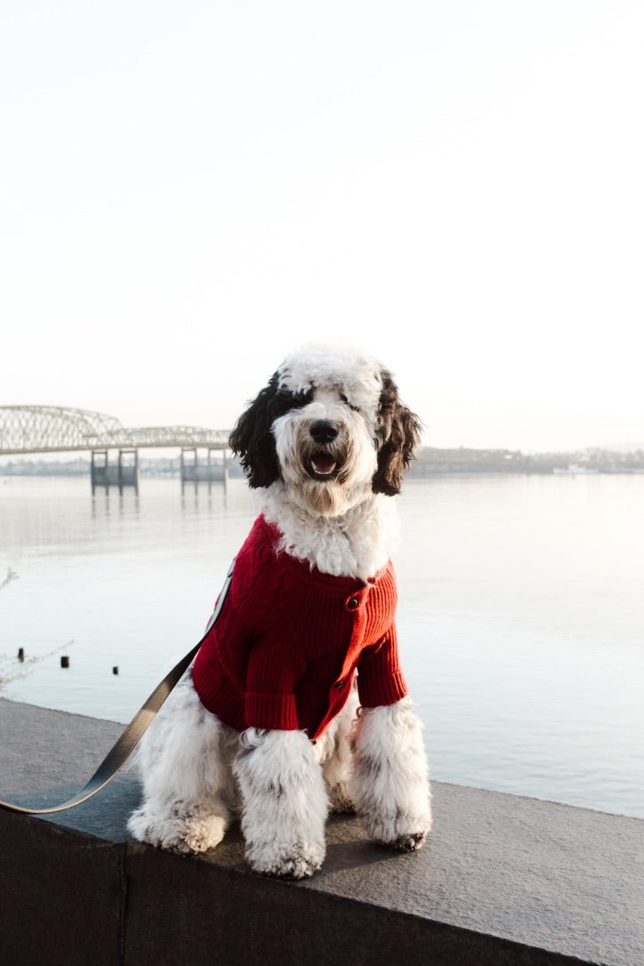 Bespoke Paws Brooklyn Cashmere Dog Cardigan, Garnet