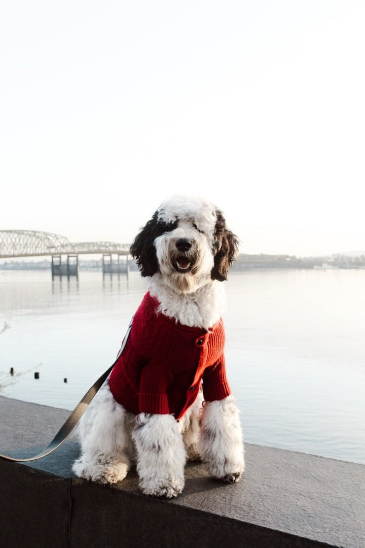 Bespoke Paws Brooklyn Cashmere Dog Cardigan, Garnet