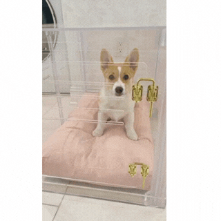 Hiddin Clear Acrylic Dog Crate – Small, Gold Latch
