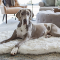 Load image into Gallery viewer, PupRug by Paw.com faux fur orthopedic dog bed, Curve White with Brown Accents
