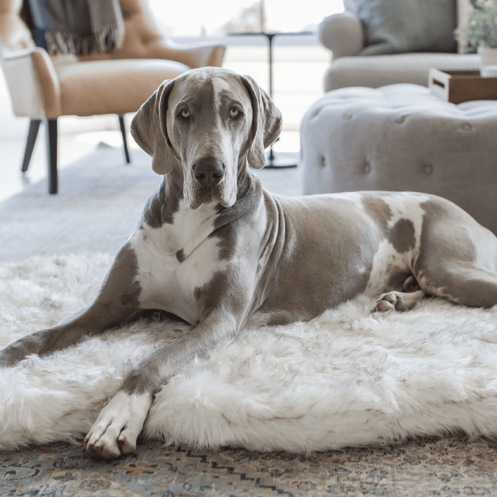 PupRug by Paw.com faux fur orthopedic dog bed, Curve White with Brown Accents