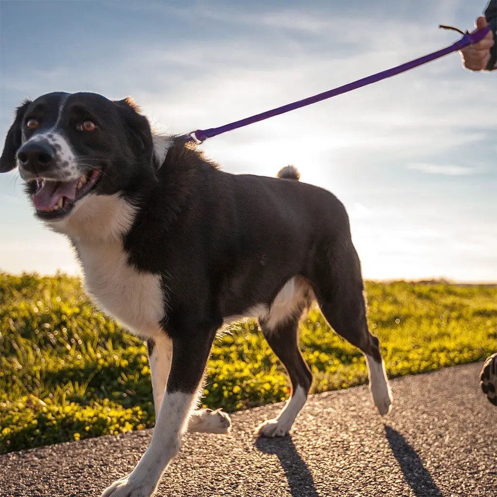 WUNDERleash – The Original No-Pull Dog Leash by WACKYstore