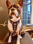 Bild in Galerie-Betrachter laden, The ''Bijou'' harness Black & Pink Small to Medium Size - Pet Collars & Harnesses from Bestia Dog Gear
