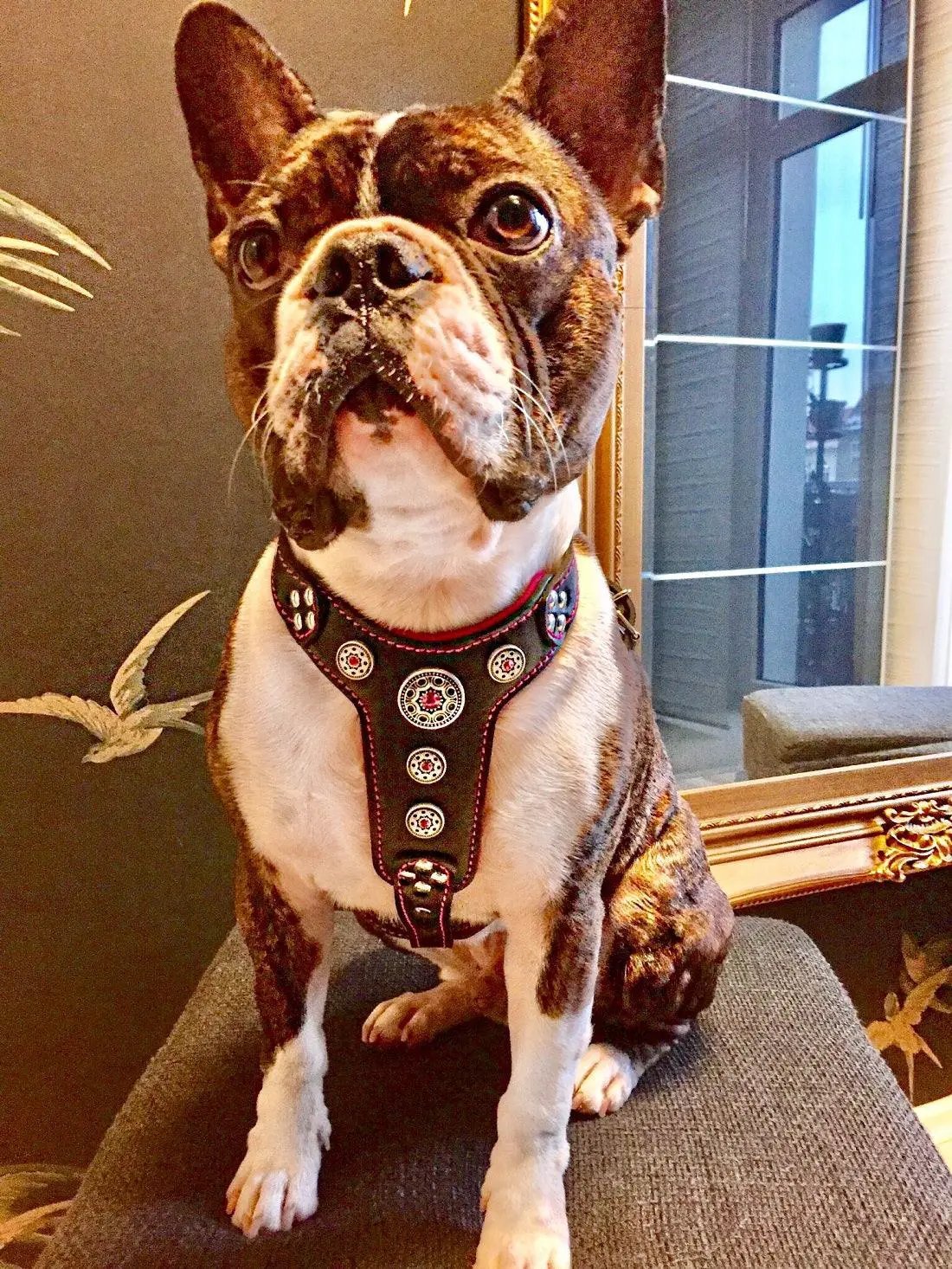 The ''Bijou'' harness Black & Pink Small to Medium Size - Pet Collars & Harnesses from Bestia Dog Gear