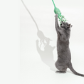 Load image into Gallery viewer, Ink Floyd wool octopus cat toy; gray cat reaching for bright green octopus on a string.
