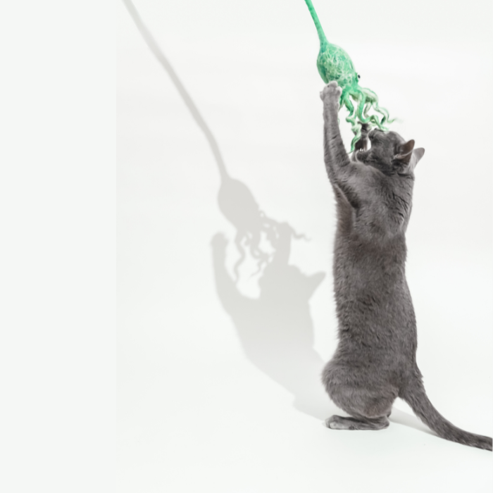 Ink Floyd wool octopus cat toy; gray cat reaching for bright green octopus on a string.