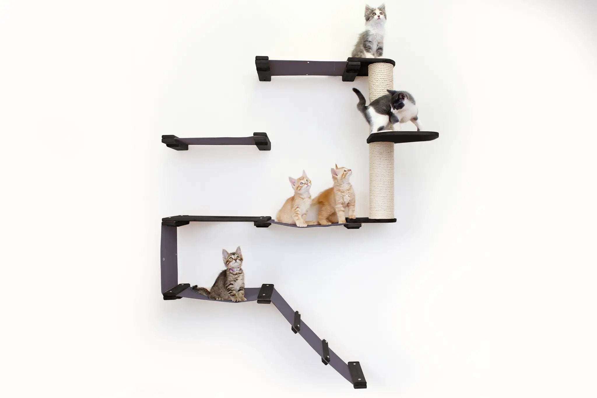 The Deluxe Cat Fort Modern Cat Condo with purple platforms and a wrapped sisal post, several kittens perched on levels.