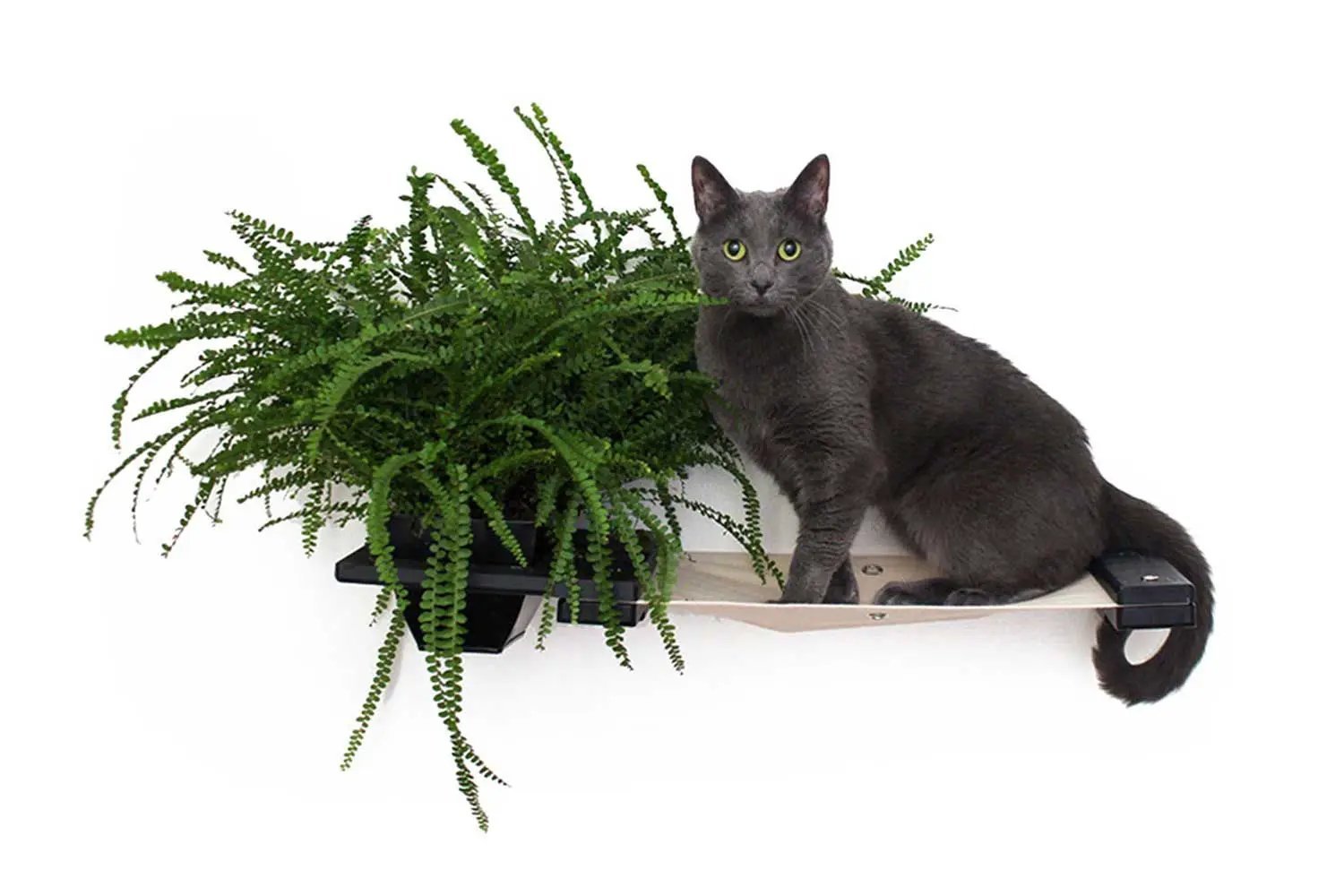 Cat Hammock Wall with Planter, gray cat on a wooden shelf with a green fern planter.