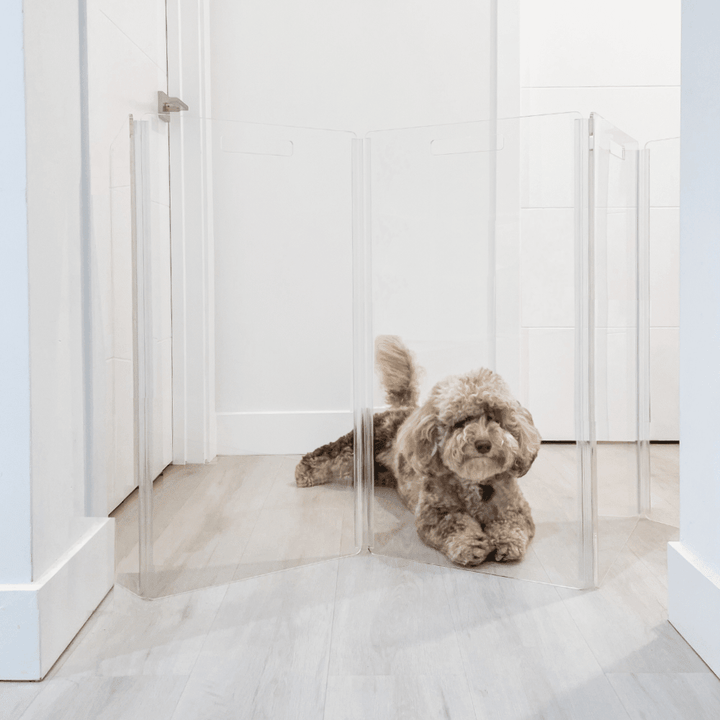 Hiddin Tall Clear Acrylic Zig Zag Pet Gate – Freestanding