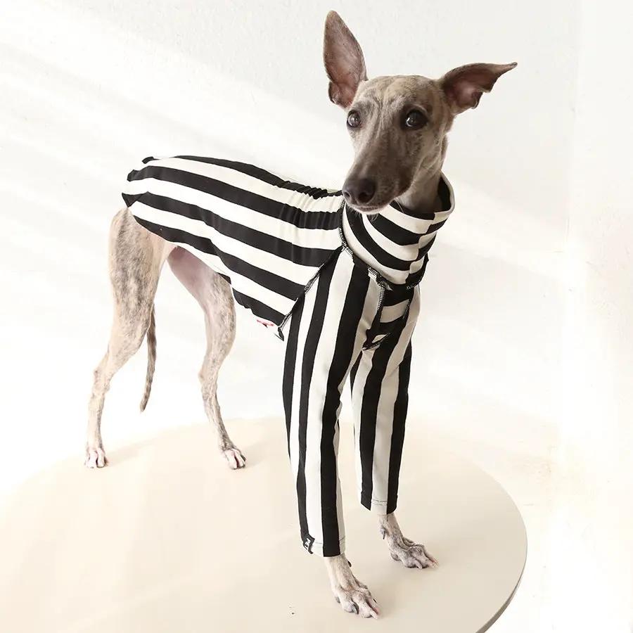 Whippet & Greyhound striped shirt costume for pets by SOCKPET; black and white outfit