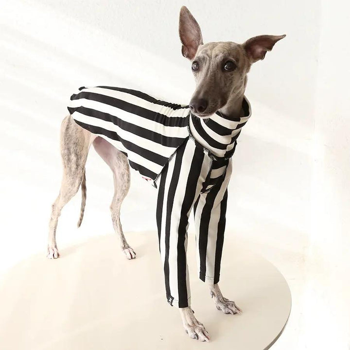 Whippet &amp; Greyhound striped shirt costume for pets by SOCKPET; black and white outfit