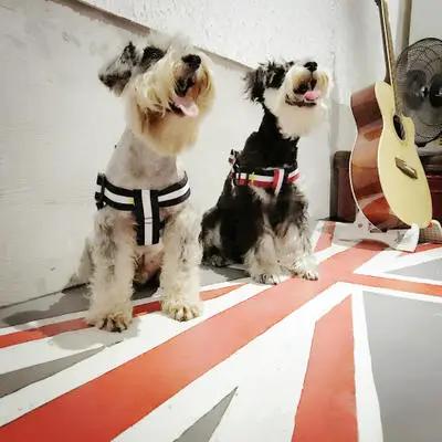Trendy Harness and Leash Set For Dogs by For Animals, With Love