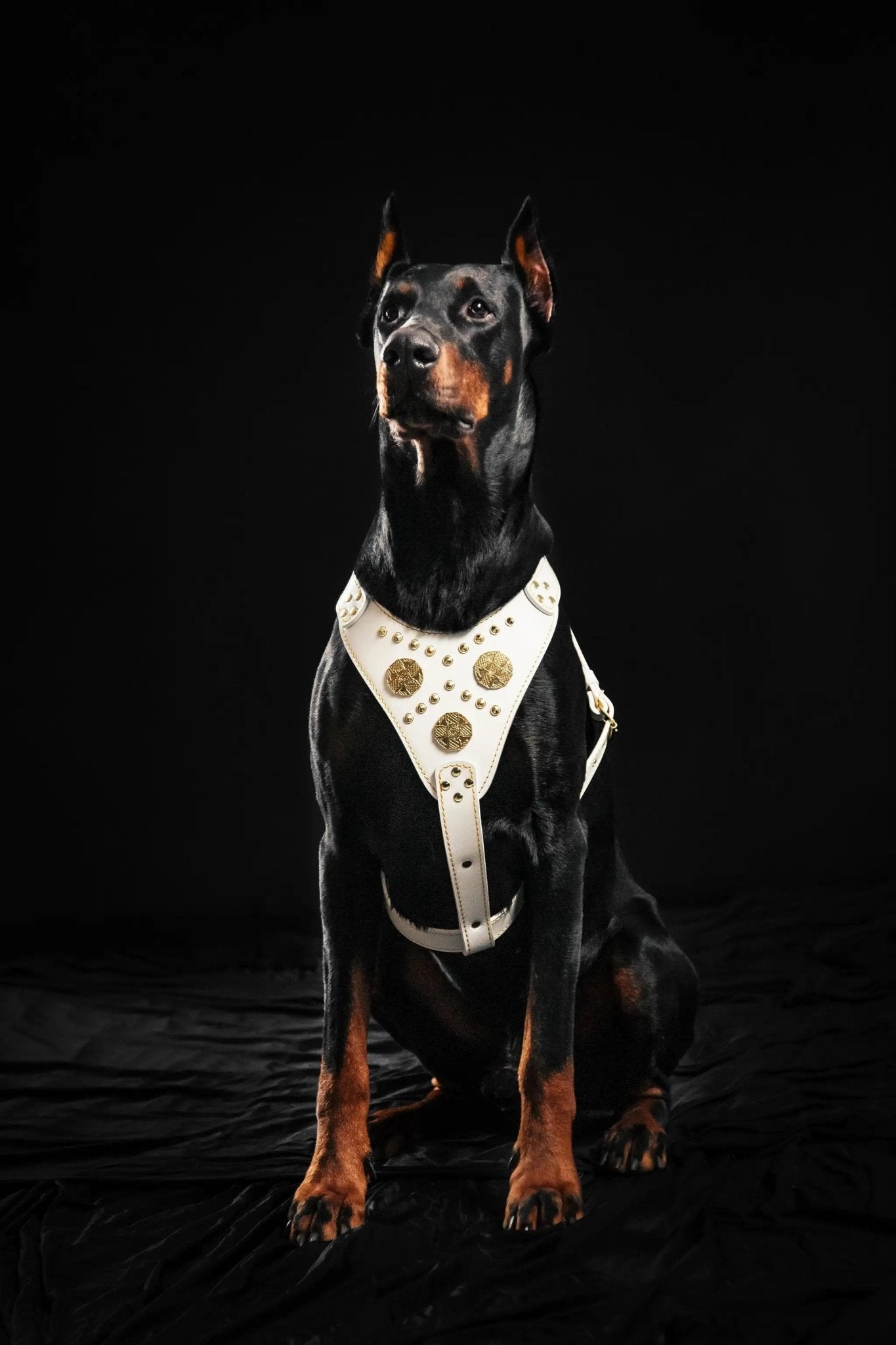 Bestia Maximus White Dog Harness Italian Belt Leather Lamb Padding Secure Large by Bestia Dog Gear