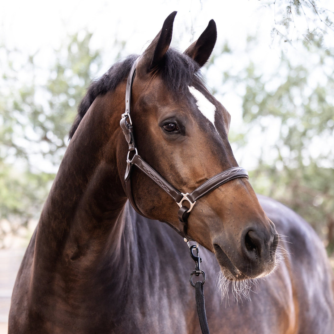 Halter Ego Tryon Brown Leather Horse Halter with Top Stitching on a horse