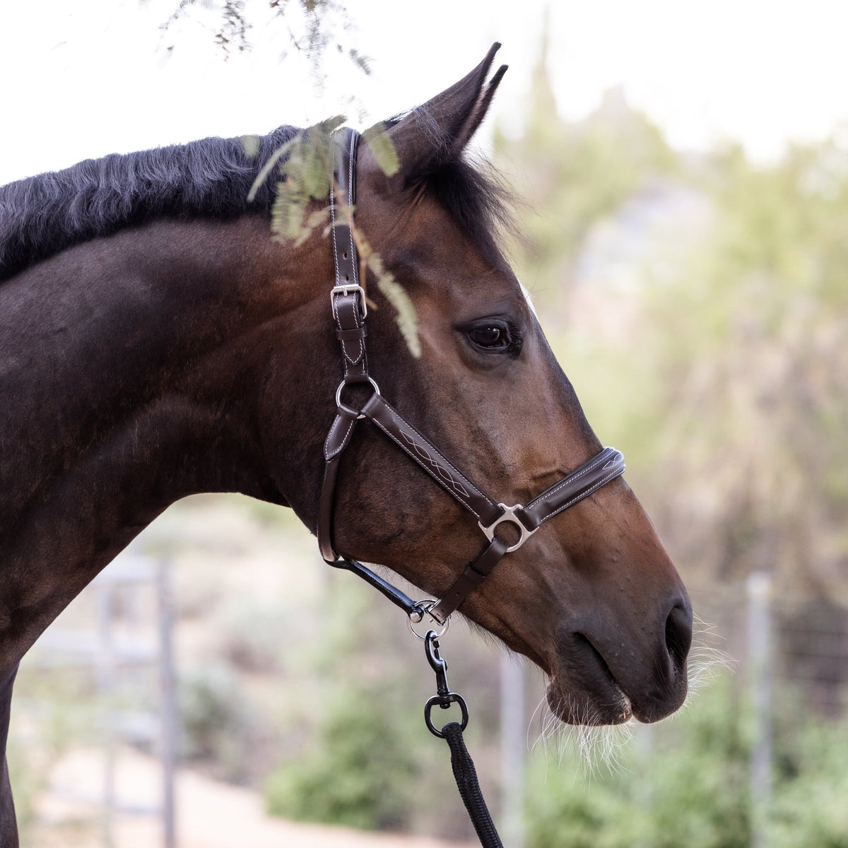 Halter Ego Tryon Brown Leather Horse Halter with Top Stitching on a horse