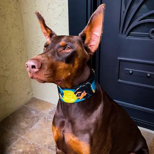 The BCW Limited Collar - Pet Collars & Harnesses from Bestia Dog Gear