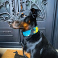 Carica l'immagine nel visualizzatore della galleria, The BCW Limited Collar - Pet Collars & Harnesses from Bestia Dog Gear
