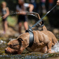 Bild in Galerie-Betrachter laden, BESTIA DOG SPORT dual handle leash - Pet Leashes from Bestia Dog Sport
