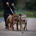 Bild in Galerie-Betrachter laden, BESTIA DOG SPORT dual handle leash - Pet Leashes from Bestia Dog Sport
