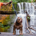 Bild in Galerie-Betrachter laden, BESTIA DOG SPORT dual handle leash - Pet Leashes from Bestia Dog Sport
