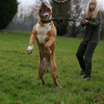 Bild in Galerie-Betrachter laden, BESTIA DOG SPORT dual handle leash - Pet Leashes from Bestia Dog Sport
