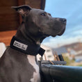 Load image into Gallery viewer, BESTIA DOG SPORT FAST RELEASE COLLAR BLACK & GOLD - Pet Collars & Harnesses from Bestia Dog Sport
