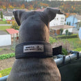 Load image into Gallery viewer, BESTIA DOG SPORT FAST RELEASE COLLAR BLACK & GOLD - Pet Collars & Harnesses from Bestia Dog Sport
