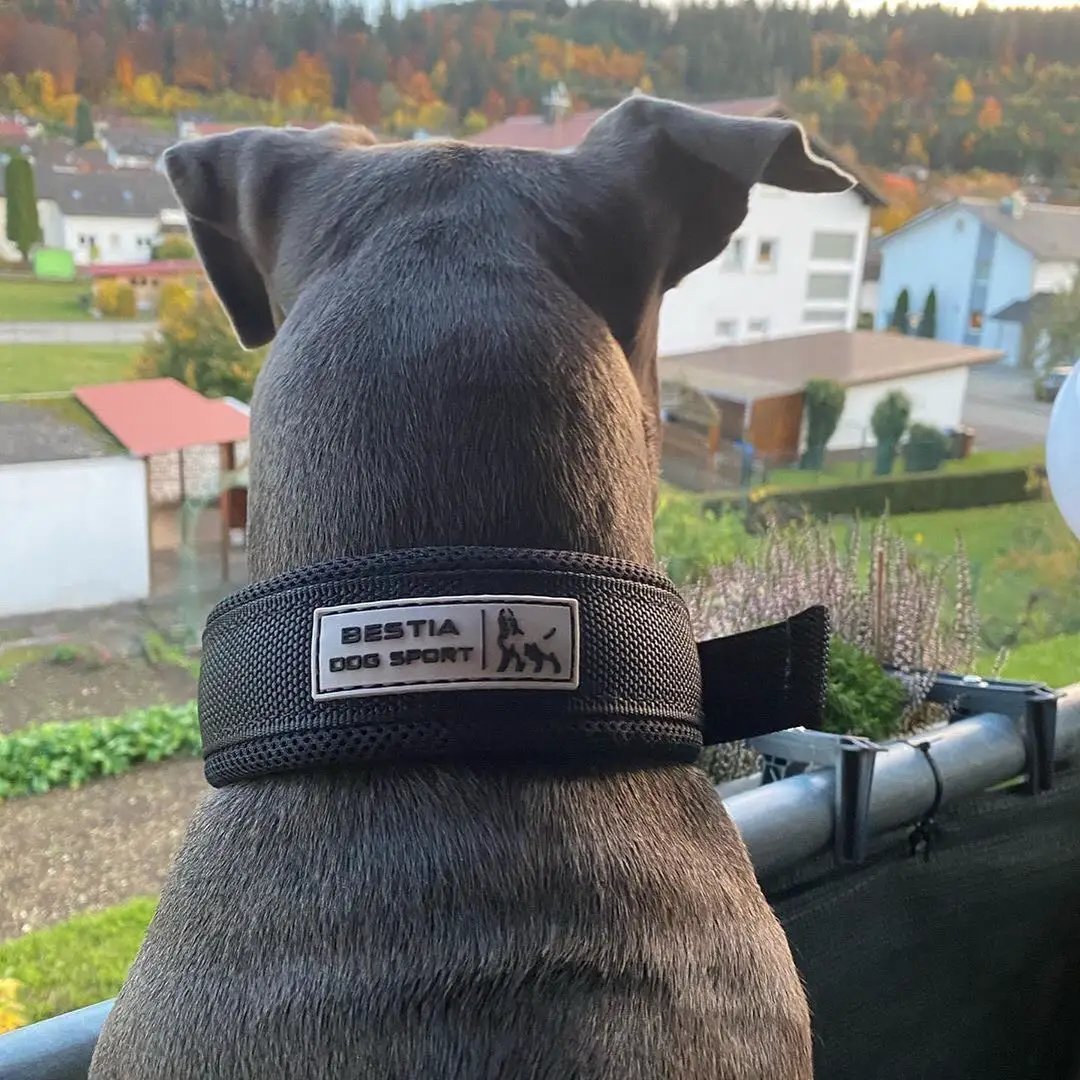 BESTIA DOG SPORT FAST RELEASE COLLAR BLACK & GOLD - Pet Collars & Harnesses from Bestia Dog Sport