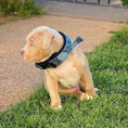 Bild in Galerie-Betrachter laden, BESTIA DOG SPORT FAST RELEASE COLLAR BLUE - Pet Collars & Harnesses from Bestia Dog Sport
