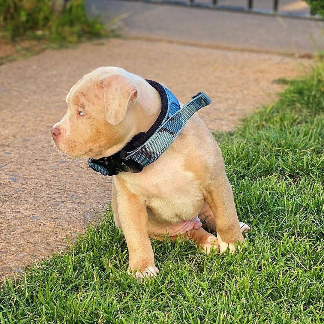 BESTIA DOG SPORT FAST RELEASE COLLAR BLUE - Pet Collars & Harnesses from Bestia Dog Sport