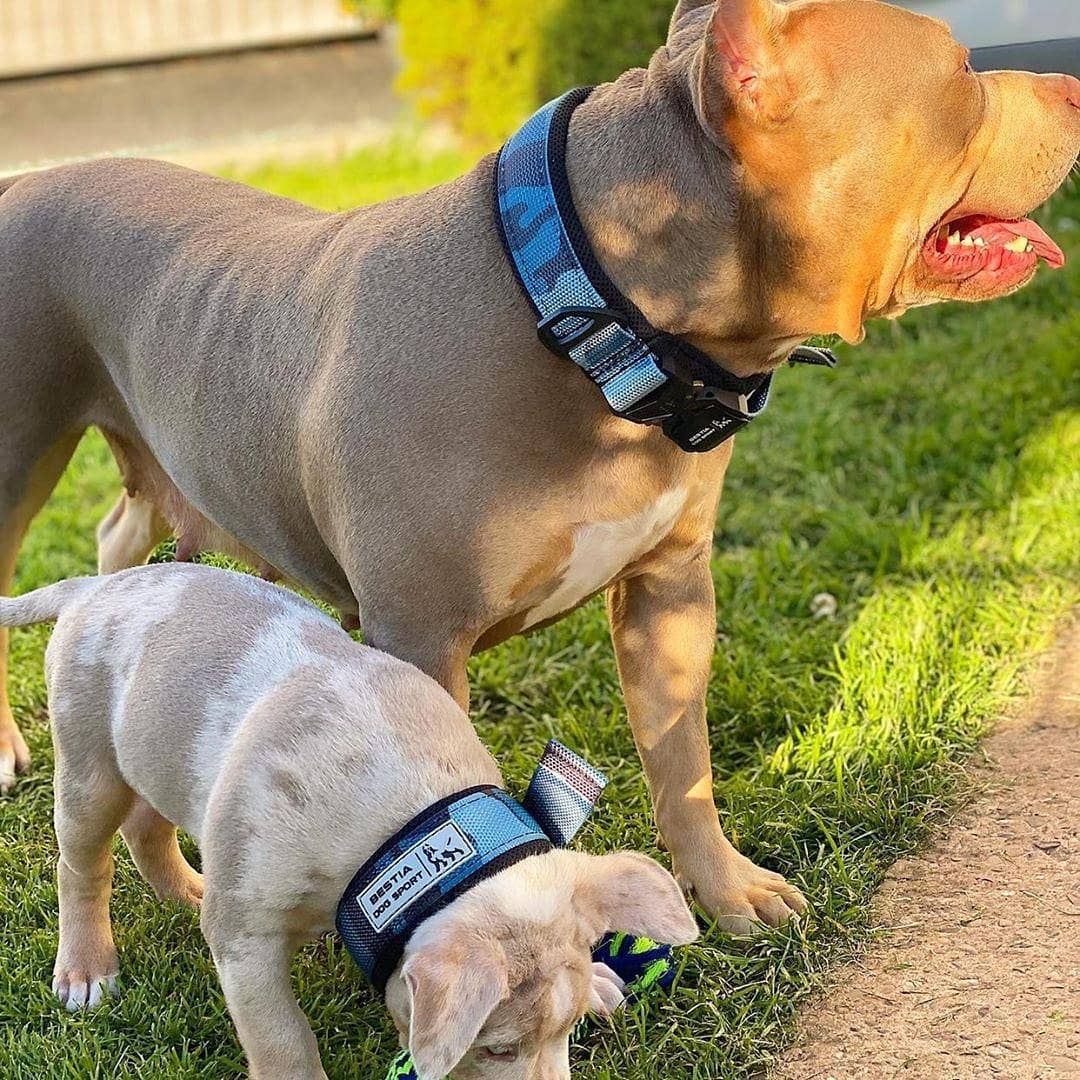 BESTIA DOG SPORT FAST RELEASE COLLAR BLUE - Pet Collars & Harnesses from Bestia Dog Sport