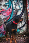 Load image into Gallery viewer, Bestia Sport GripPro Handle Collar Strong Control Reinforced Nylon by Bestia Dog Sport
