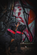 Load image into Gallery viewer, Bestia Sport GripPro Handle Collar Strong Control Reinforced Nylon by Bestia Dog Sport
