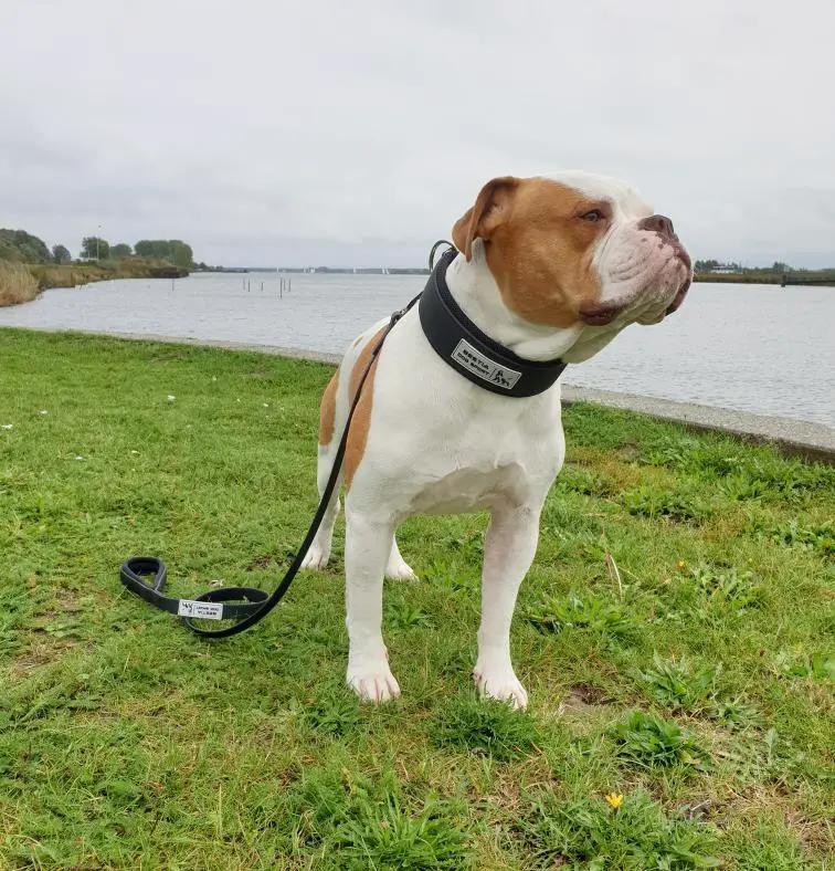 Bestia Ultra Heavy Duty Tactical Dog Leash 5 Feet Padded Handle Screw Lock Carabiner 880 Pounds Capacity by Bestia Dog Sport