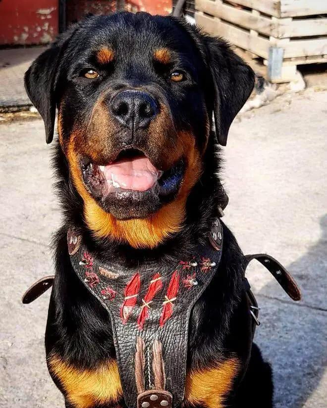 The ''Haunted'' harness LIMITED - Pet Collars & Harnesses from Bestia Dog Gear