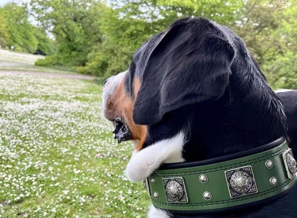 The "Eros" collar 2.5 inch wide Green - Pet Collars & Harnesses from Bestia Dog Gear