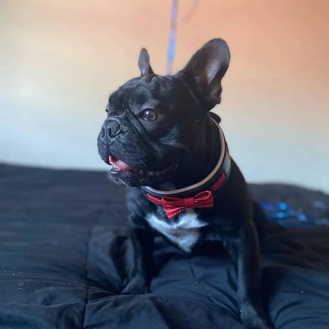 The "Bowtie" collar black - Pet Collars & Harnesses from Bestia Dog Gear