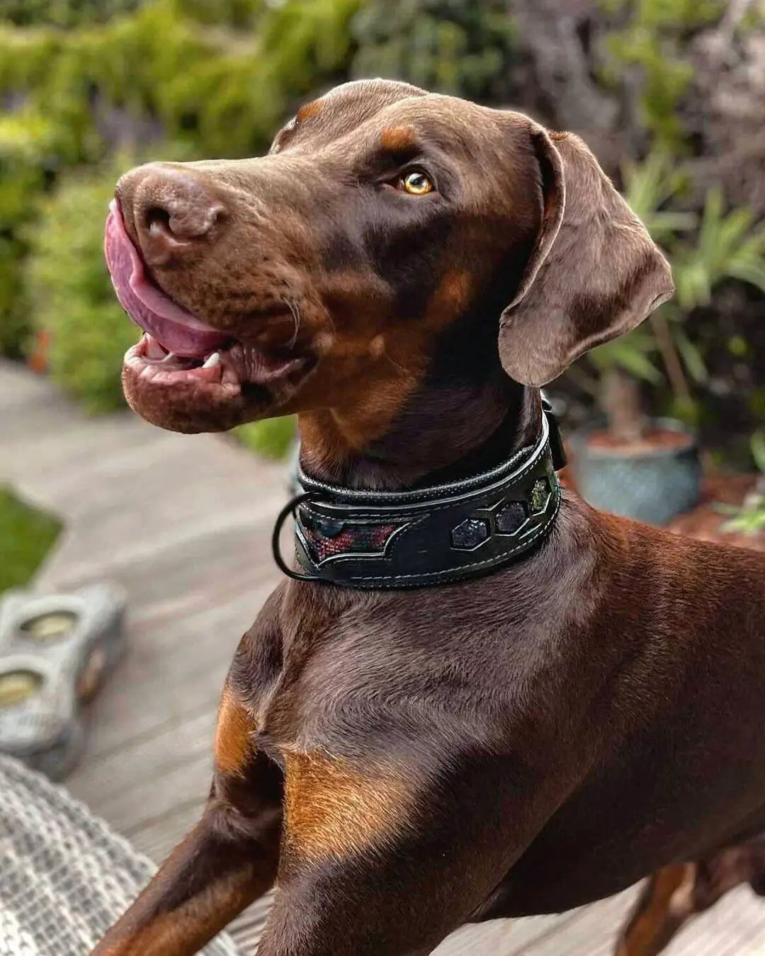 'BATMAN'' collar - Pet Collars & Harnesses from Bestia Dog Gear
