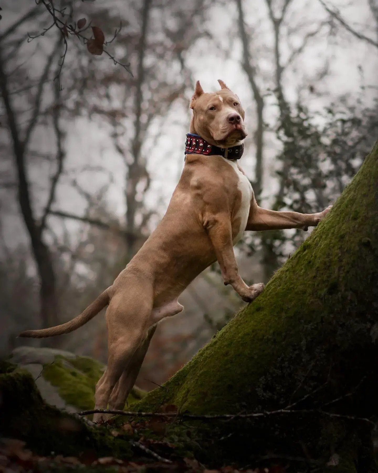 'Captain America'' Collar - Pet Collars & Harnesses from Bestia Dog Gear