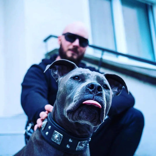 The all Black "Eros" collar 2.5 inch wide - Pet Collars & Harnesses from Bestia Dog Gear